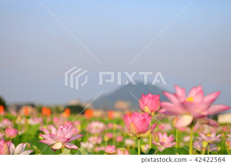 Lotus and Mountain Mountain 42422564
