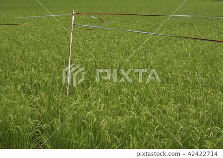 Rice field bird keeper Rice field bird keeper 42422714