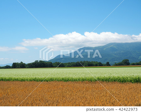 Scenery of wheat fields and soba fields in Kutchan-cho Hokkaido Scenery of wheat fields and soba fields in Kutchan-cho Hokkaido 42422973