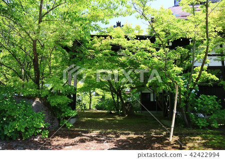 Tanegaji fresh green 42422994