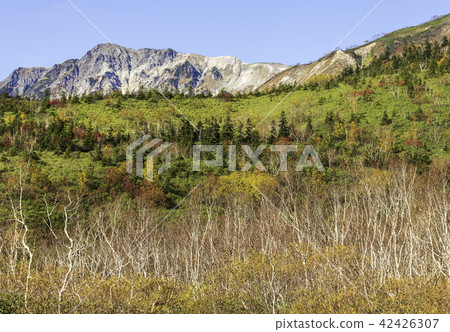 Autumn leaves of Tsugaike Nature Park 42426307