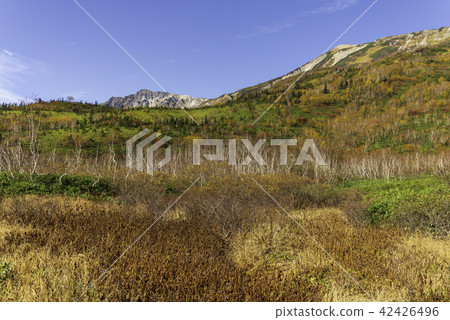 Autumn leaves of Tsugaike Nature Park 42426496
