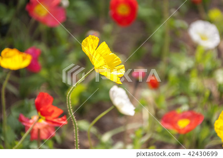 鮮花，罌粟 42430699