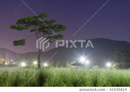 仁川,仁川大公園,蕎麥 仁川,仁川大公園,蕎麥 42430824