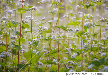 仁川，仁川大公園，蕎麥 42430860