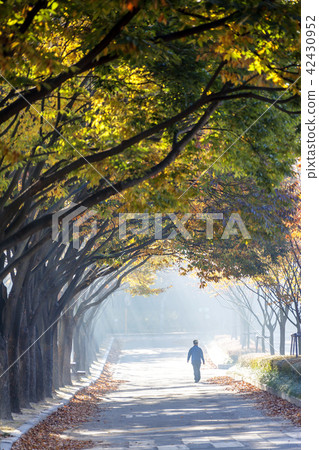 仁川,仁川大公園,落葉 仁川,仁川大公園,落葉 42430952