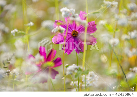 Flowers, Cosmos 42430964