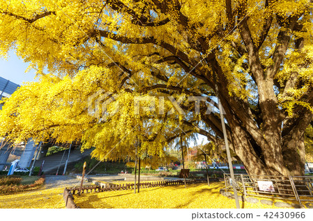 Incheon, Incheon Grand Park, Ginkgo Incheon, Incheon Grand Park, Ginkgo 42430966