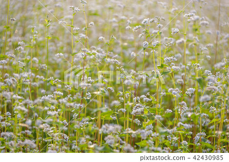 仁川，仁川大公園，蕎麥 42430985