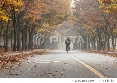 Incheon, Incheon Grand Park, Fallen leaves Incheon, Incheon Grand Park, Fallen leaves 42431019