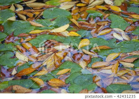 仁川，江華道，全州 42431235