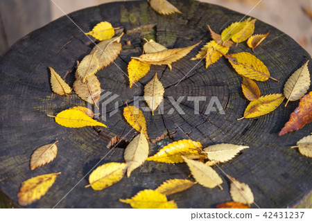 仁川，江華道，全州 42431237