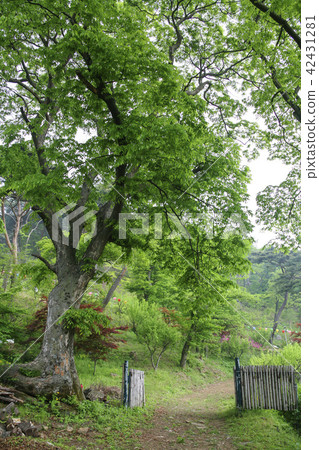 Incheon, Ganghwa-do, Jeonju, Forest Incheon, Ganghwa-do, Jeonju, Forest 42431281