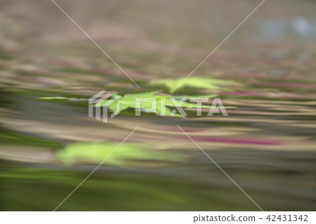 仁川，江華，全州，秋葉 42431342