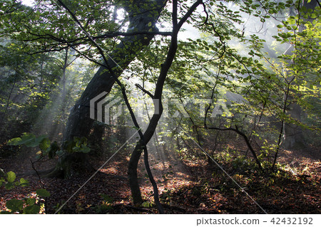 森林，光線，光線下降 42432192