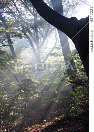 森林，光線，光線下降 42432234