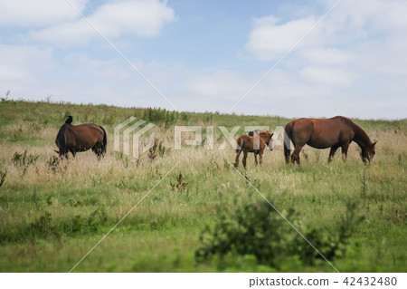 濟州島，牧場，馬 42432480