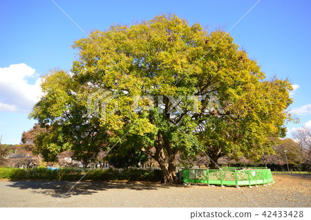 Musashi Kokubunji Race Autumn leaves Tokyo 42433428