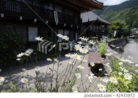 野菊花（Yutakugawa Onsen） 42433972