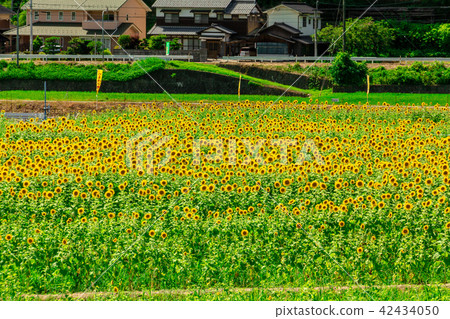The sun is full! Sunflower in Sayo-cho The sun is full! Sunflower in Sayo-cho 42434050