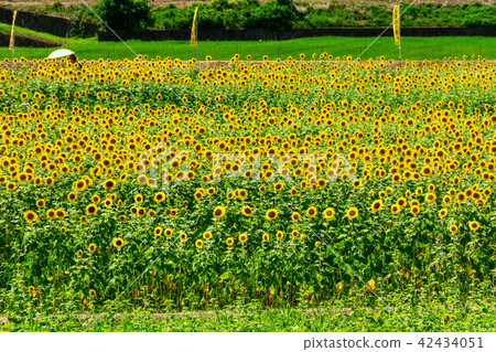 The sun is full! Sunflower in Sayo-cho The sun is full! Sunflower in Sayo-cho 42434051