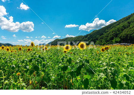 The sun is full! Sunflower in Sayo-cho The sun is full! Sunflower in Sayo-cho 42434052