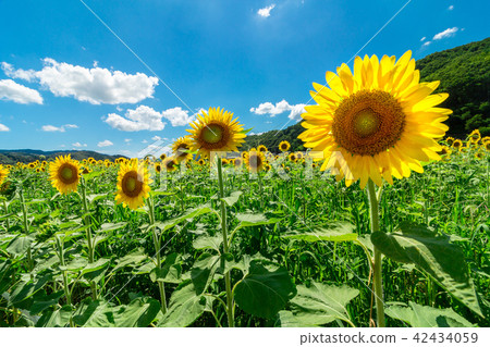 Sunflower field of Hyogo Sayo-cho Sunflower field of Hyogo Sayo-cho 42434059