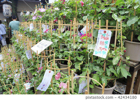 裡面東京Iriya牽牛花節日Kisho母親寺廟裡面 42434180