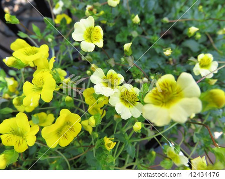 Macedonia gold dust 42434476