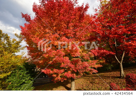 Tokyu Musashi Kokubunji Park Autumn leaves Kokubunji 42434564