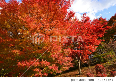 Tokyu Musashi Kokubunji Park Autumn leaves Kokubunji Tokyu Musashi Kokubunji Park Autumn leaves Kokubunji 42434565