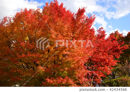 Tokyu Musashi Kokubunji Park Autumn leaves Kokubunji Tokyu Musashi Kokubunji Park Autumn leaves Kokubunji 42434566