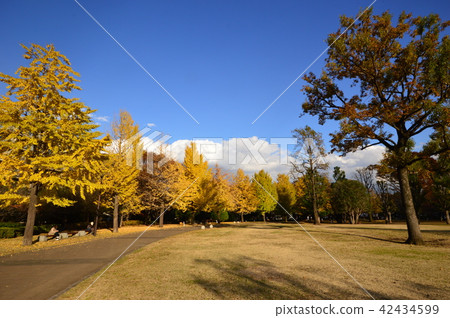東急武藏國分寺公園秋葉國分寺 東急武藏國分寺公園秋葉國分寺 42434599