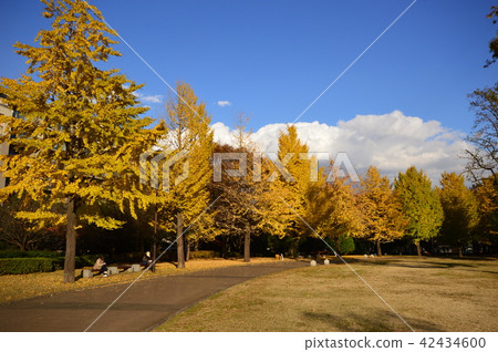 東急武藏國分寺公園秋葉國分寺 東急武藏國分寺公園秋葉國分寺 42434600