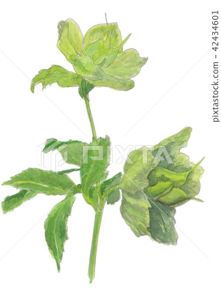 Helleborus orientallis Christmas (Lenten) Rose Helleborus orientallis Christmas (Lenten) Rose 42434601