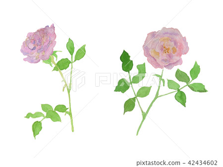 Rosa cv. Rose pink watercolor Rosa cv. Rose pink watercolor 42434602
