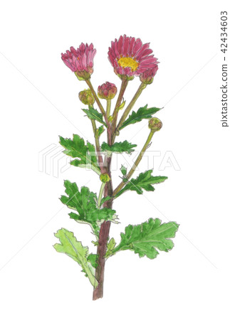 Chrysanthemum morifolium kiku chrysanthemum 42434603