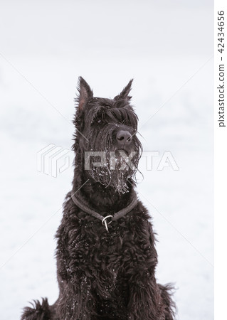 Portrait of a dog breed Riesengschnauzer Portrait of a dog breed Riesengschnauzer 42434656
