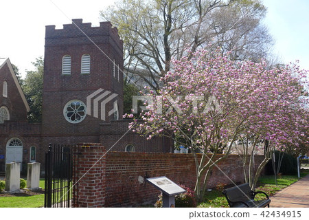Saint Paul Episcopal Church and Sakura Tree 42434915