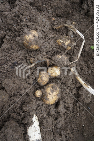 Potato Harvest Potato Harvest 42435233