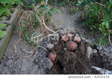 馬鈴薯收穫 馬鈴薯收穫 42435234
