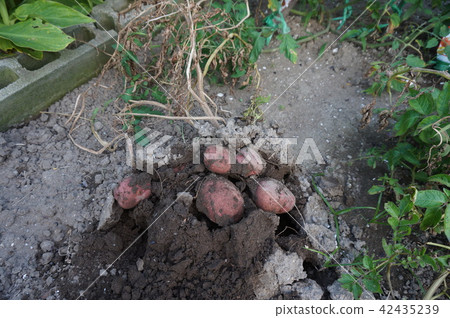 馬鈴薯收穫 42435239