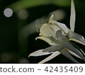 Odamaki 42435409