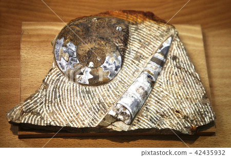 Trilobite fossil, fossil museum, Yeongwol, Gangwon-do 42435932