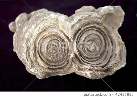 Stromatolite, Fossil Museum, Yeongwol, Gangwon-do, Fossil 42435933