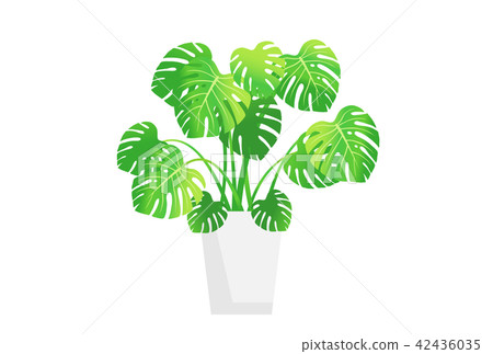 Monstera 42436035