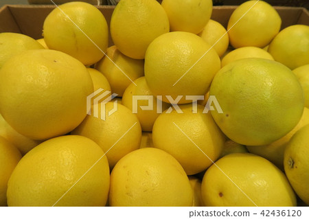 柚子 柚子 42436120