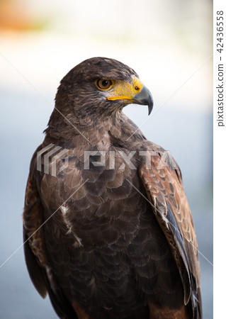 Hawk 42436558