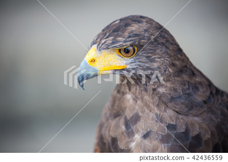 Hawk Hawk 42436559