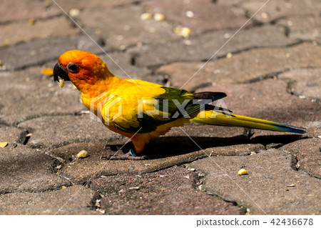 Conure Conure 42436678